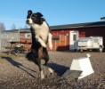 /album/photogallery/flyball-pila-091121-8-jpg/